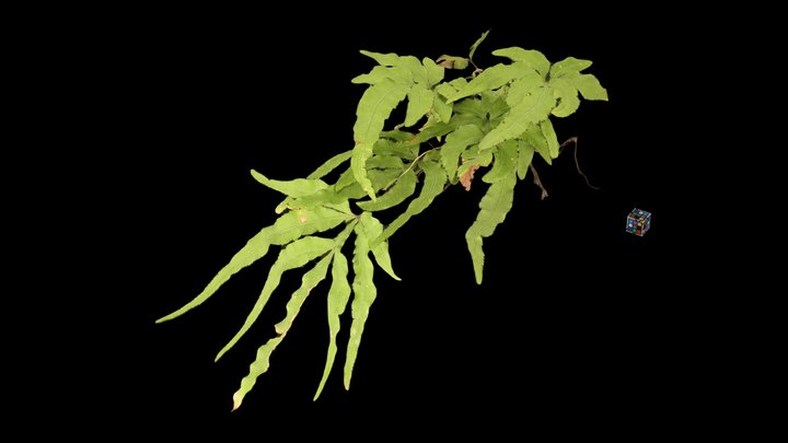 CC0 イノモトソウ栄養葉 Spider Brake, Pteris multifida – Modello 3D gratuito STL
