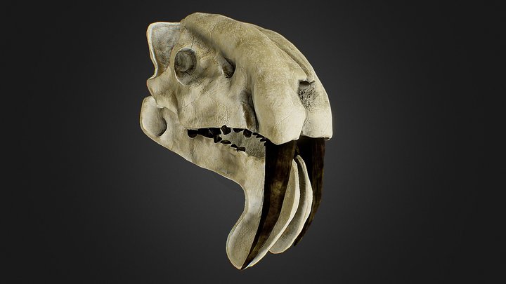 Thylacosmilus Atrox (Sabertooth Marsupial) Skull 3D Model