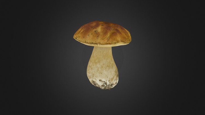 Boletus edulis mushroom 3D Model