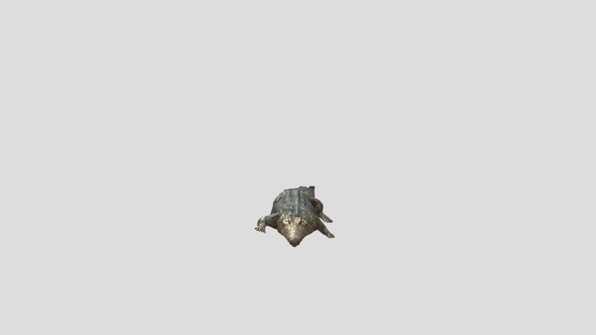 Crocodile