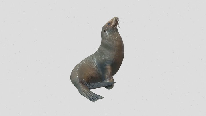 sea lion 3d model