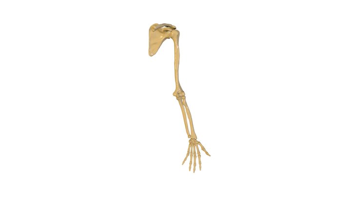 Miembro superior 3D Model