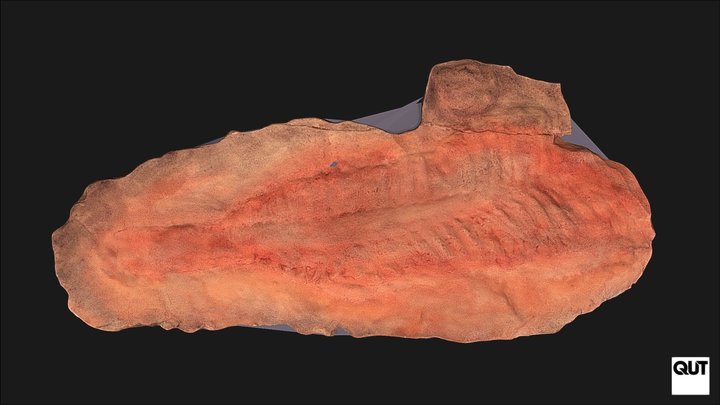 ERB102 Ediacaran Fauna Charniodiscus oppositus 3D Model