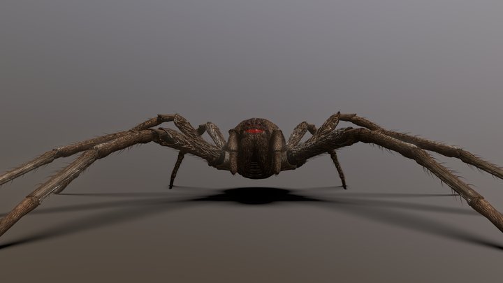 Ultra Realistic Spider – Modèle 3D gratuit STL