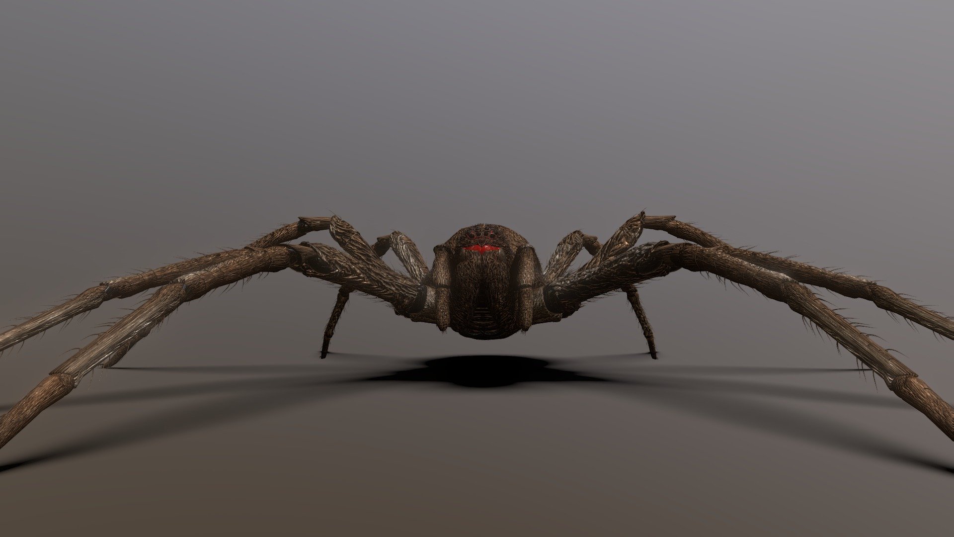 Ultra Realistic Spider - Download Free 3D model by ArachnoBoy (@vang807 ...