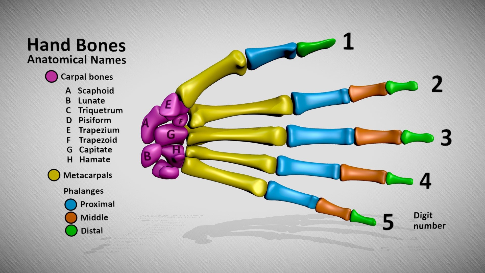 Hand Bones - skeletal anatomy names - 3D model by DinoReplicas [97a8f17 ...