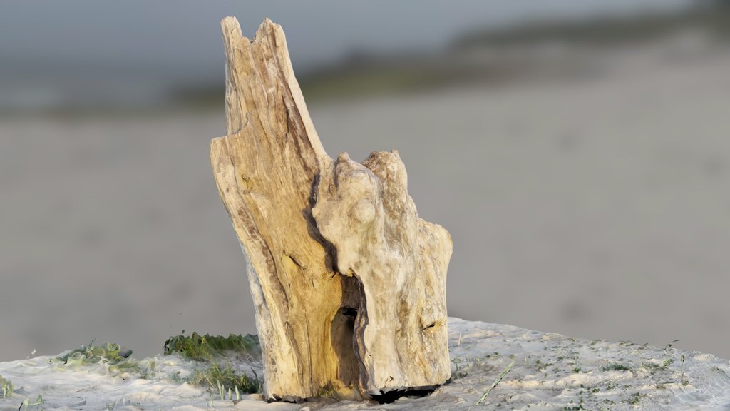 Jagged Stump