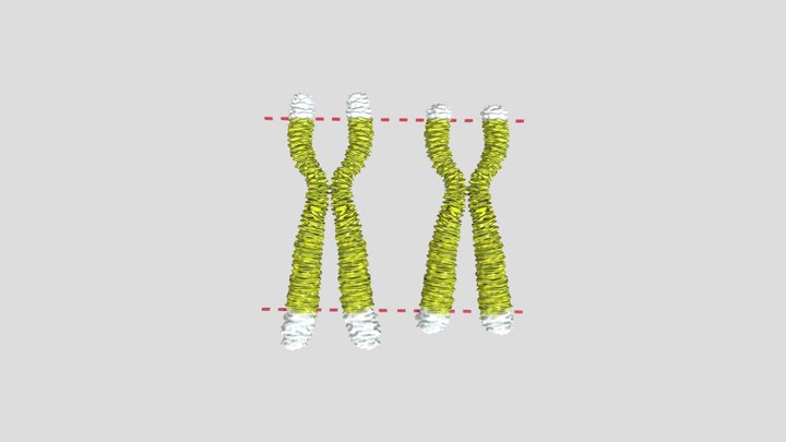 10 Chromosomes GILSON Eric - TELOPOST – Free 3D Model STL