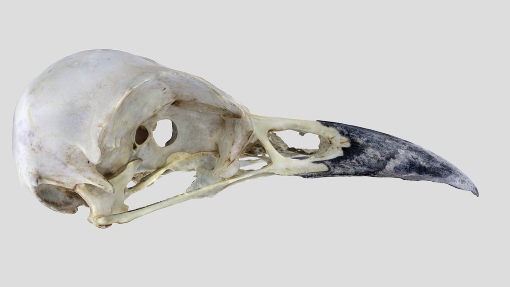 UWYMV:Bird:5962, Corvus brachyrhunchos, Crania