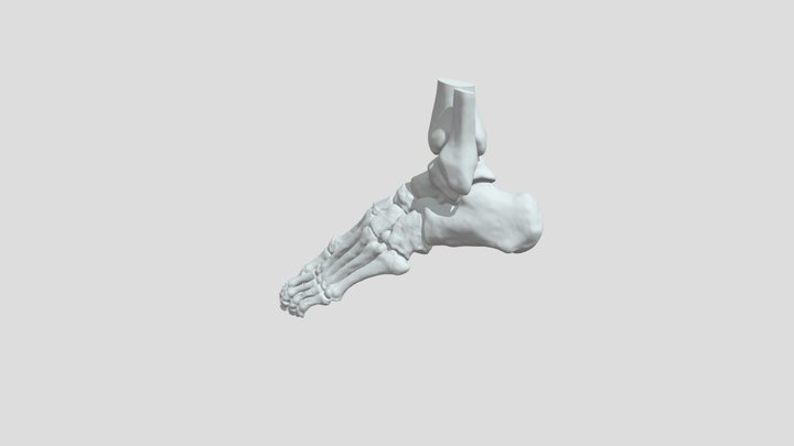 Ankle (S0285) 3D Model