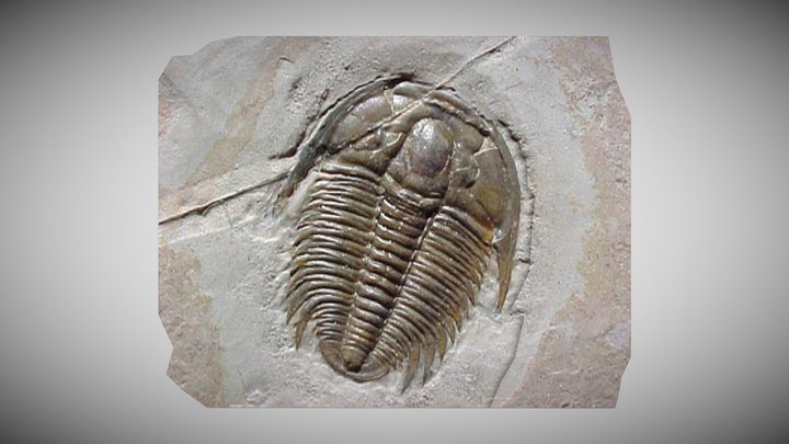 Eldredgeops milleri Fossil – Kostenloses 3D-Modell STL