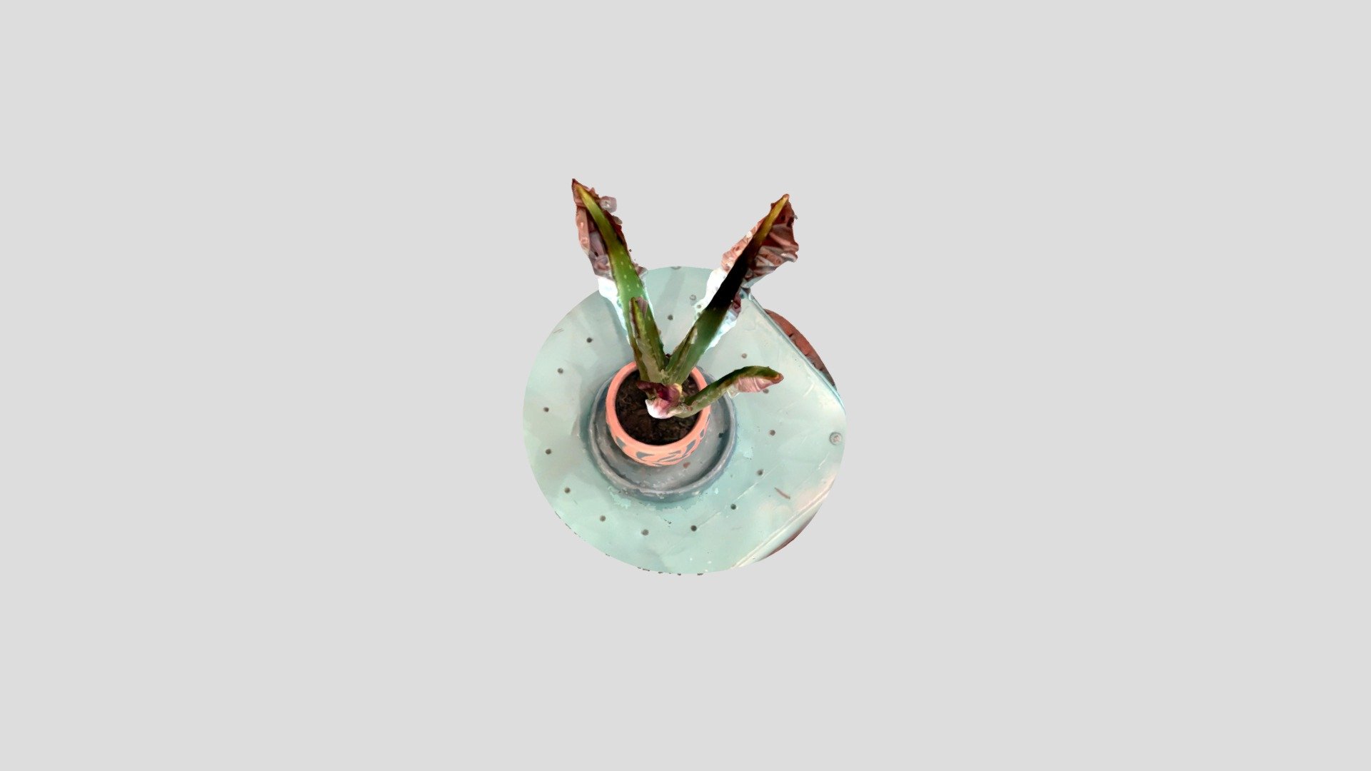 Jake Burden_ Aloe Plant_X Object mode
