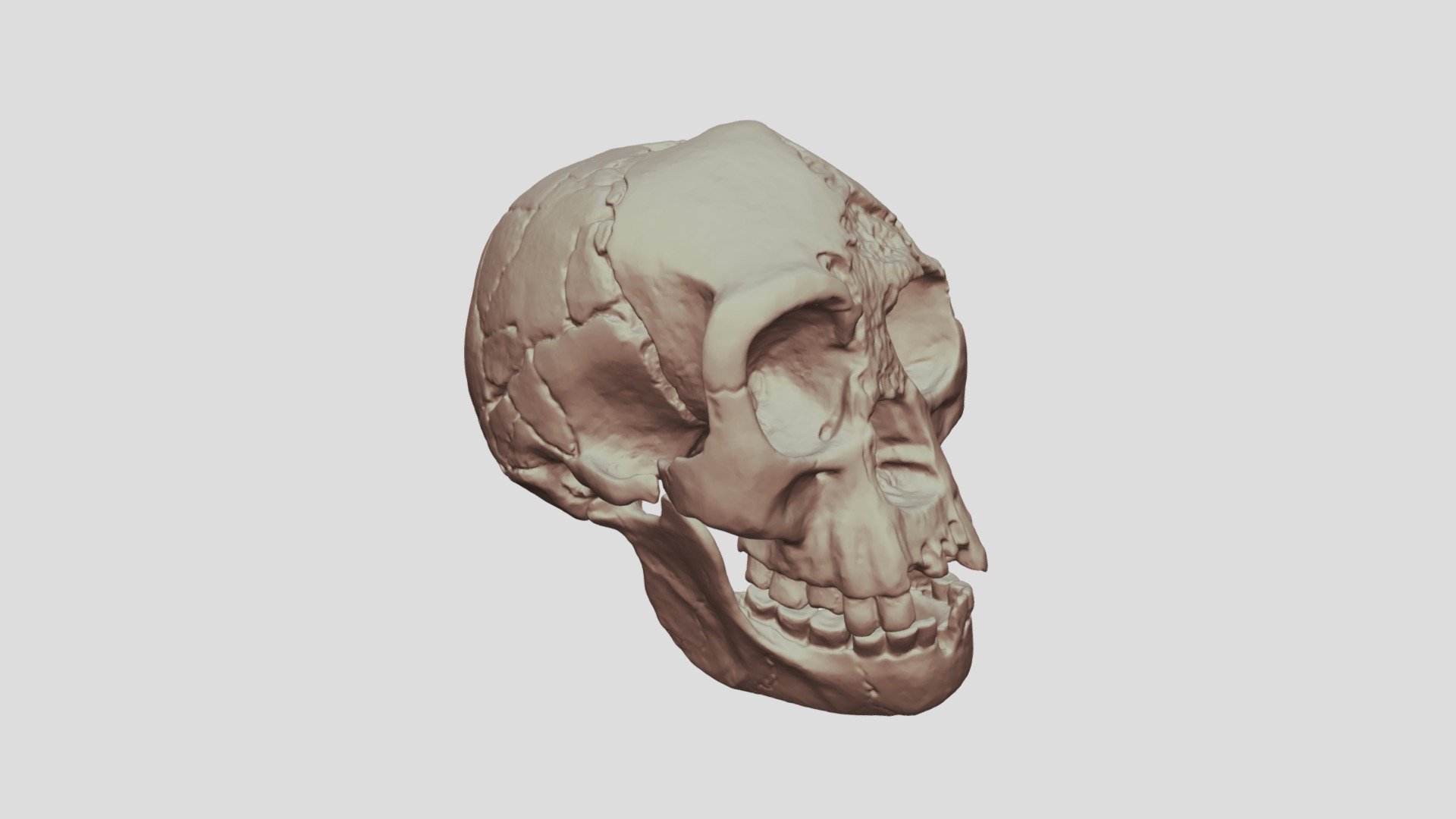 Homo floresiensis (crâne et mandibule)