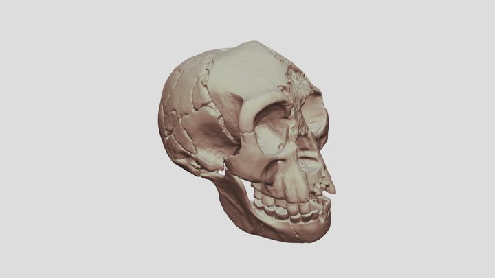 Homo floresiensis (crâne et mandibule) 3D Model