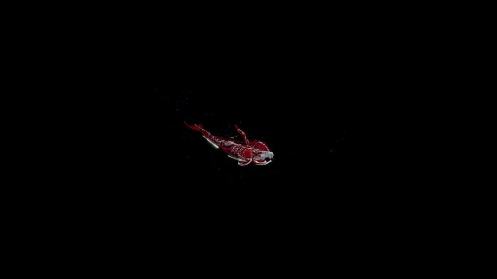 X-ray Orcinus Orca