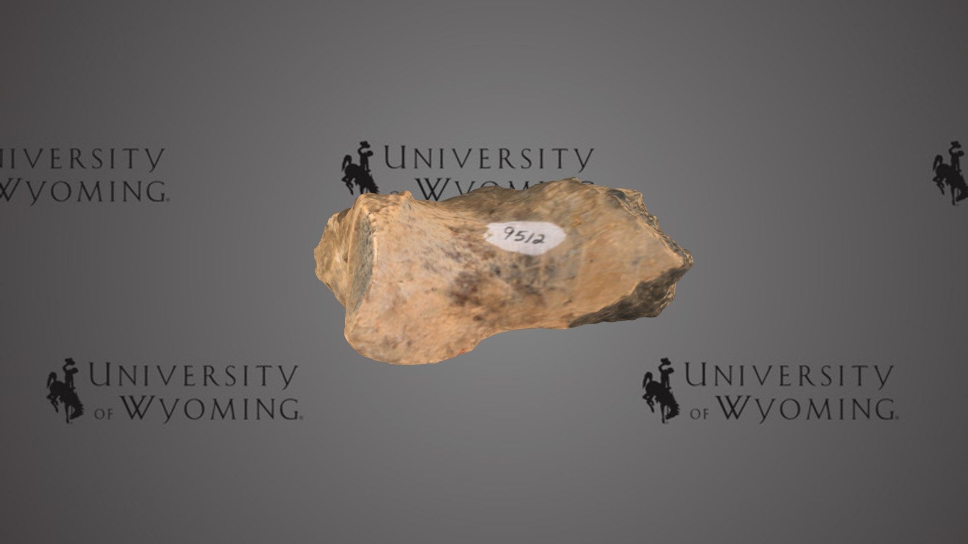 UW 9512 I - Coryphodon sp., Bone Fragment