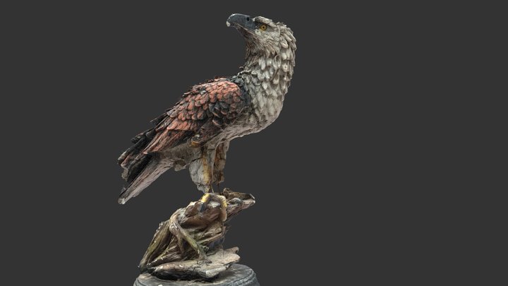 Eagle 3D Model