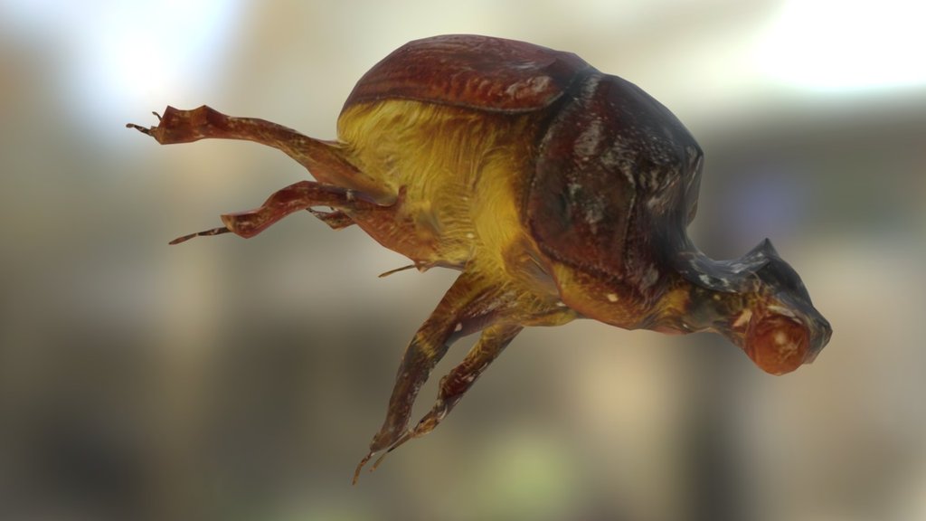 Earth-boring Scarab beetle