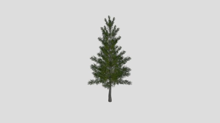 pine tree 3D Model
