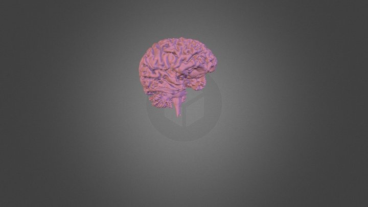 ImageJ_t1-head 3D Model
