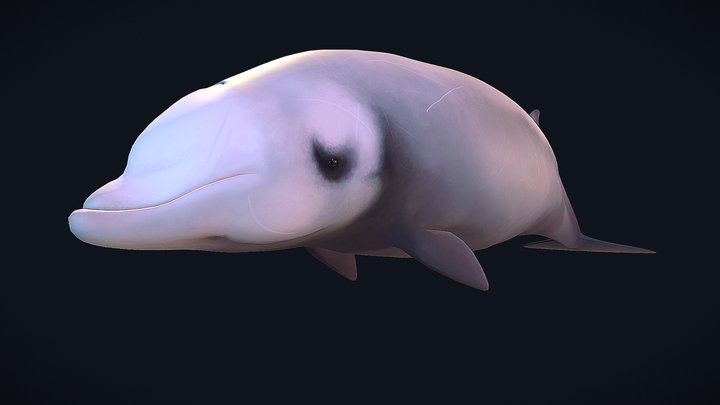 Cuvier's Beaked Whale 3D Model