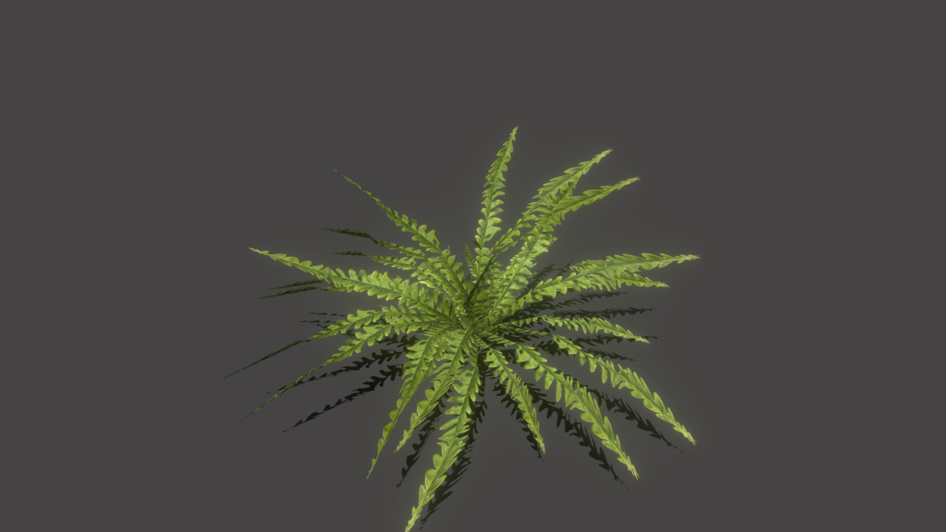 3D model Little fern - This is a 3D model of the Little fern. The 3D model is about a close up of a plant.