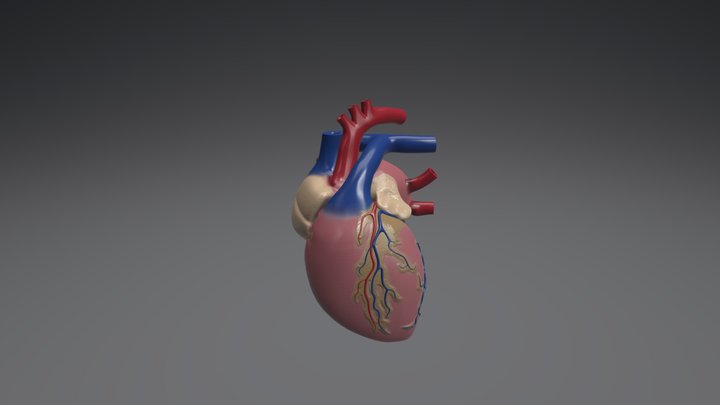 Coração 3D Model