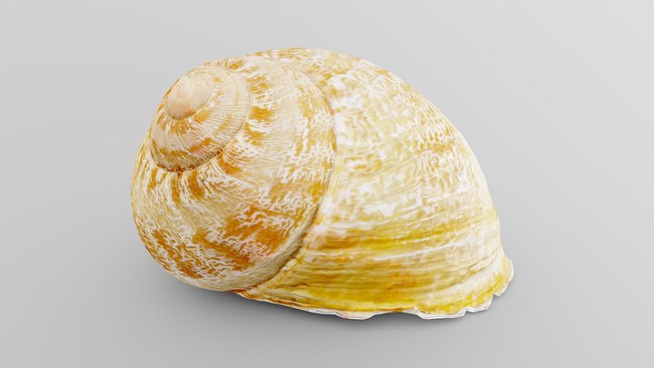 Snail Shell 3D Model