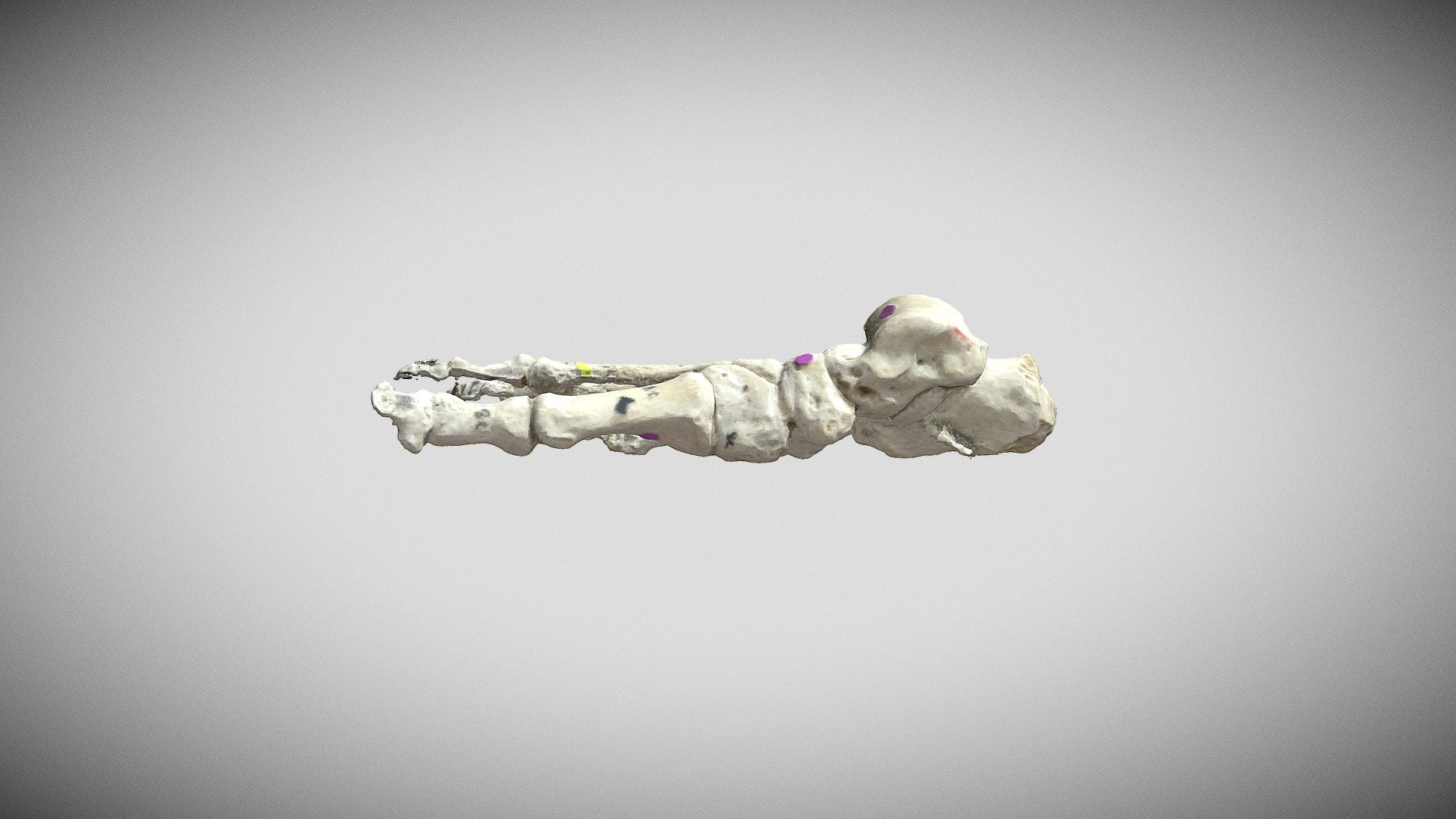 Foot (Labeled)