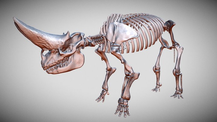 Arsinoitherium zitteli | twin horned skeleton 3D Model