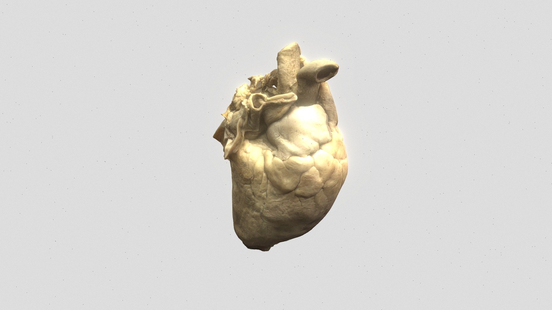 Corazón bovino - 3D model by andres.sepulvedav [97d88da] - Sketchfab