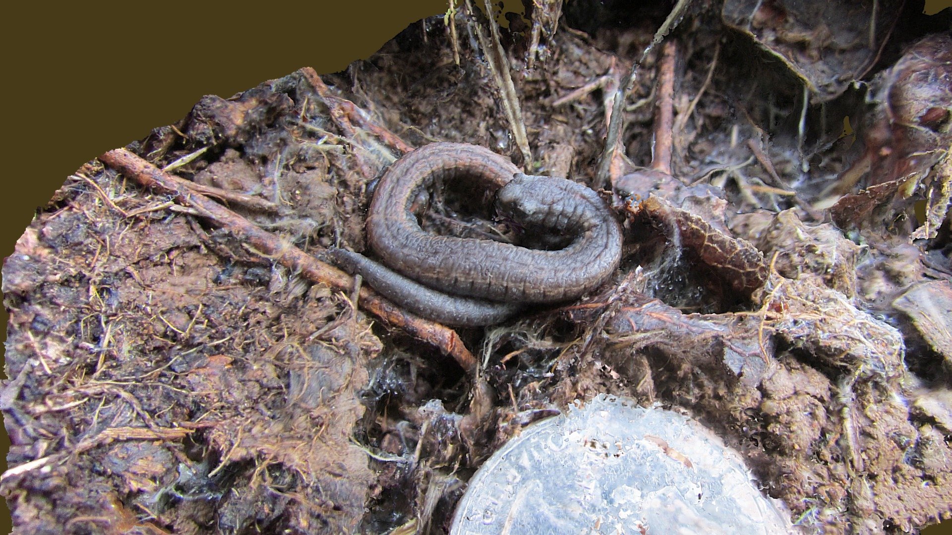 Salamander