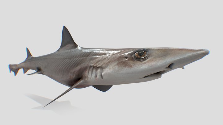 Dog Shark / Mustelus Griseus / Retopology 3D Model