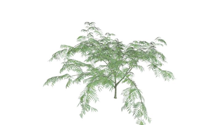 Mimosa Tree #09 3D Model