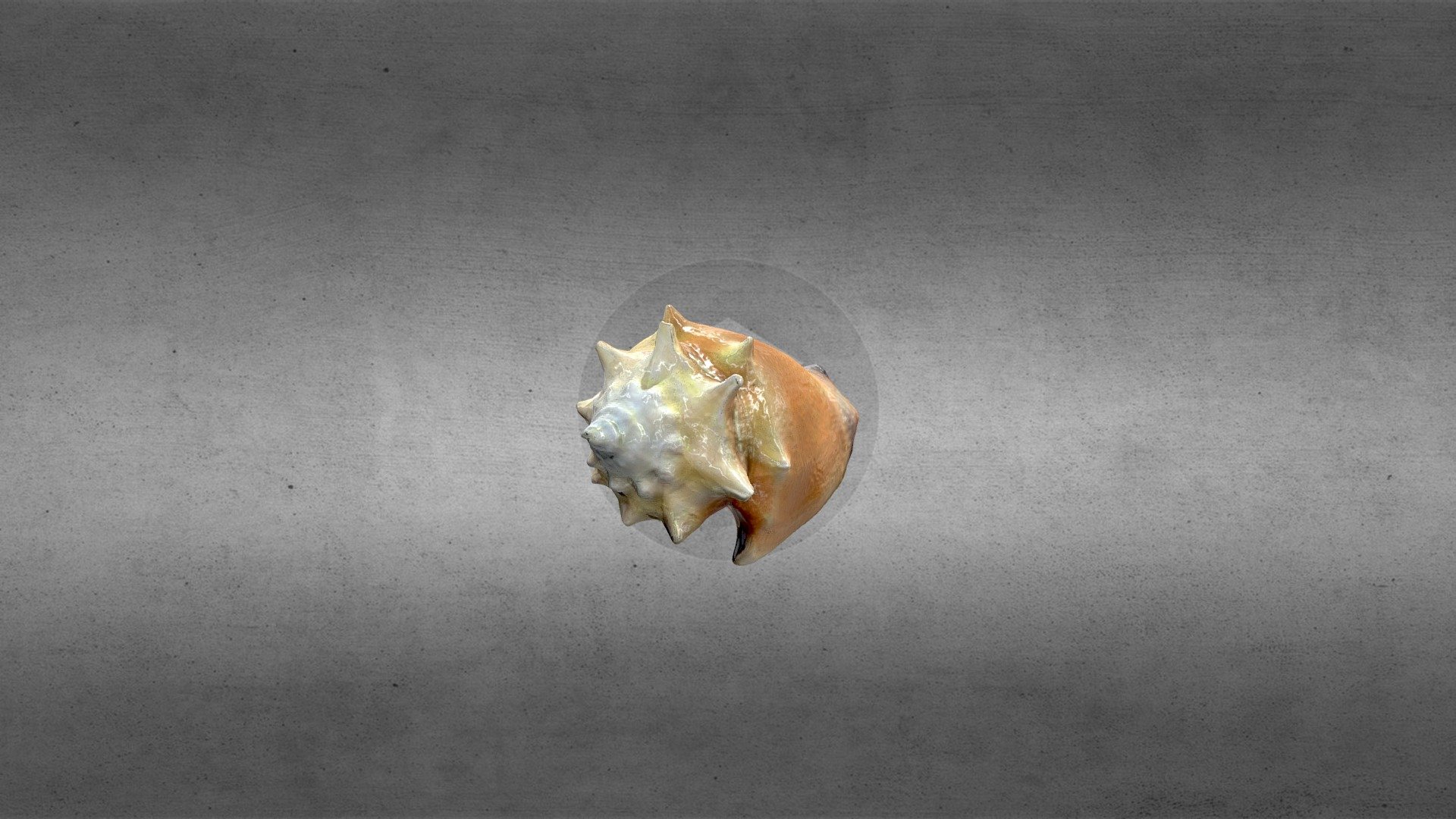 CONCHA - SEASHELL