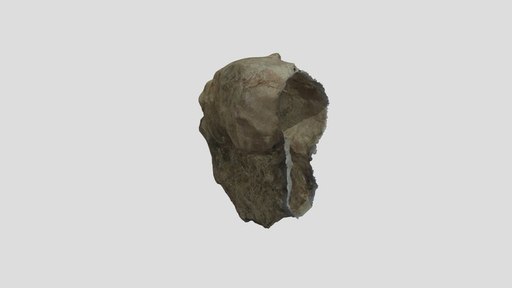 Ammonoidea fossil 3D Model
