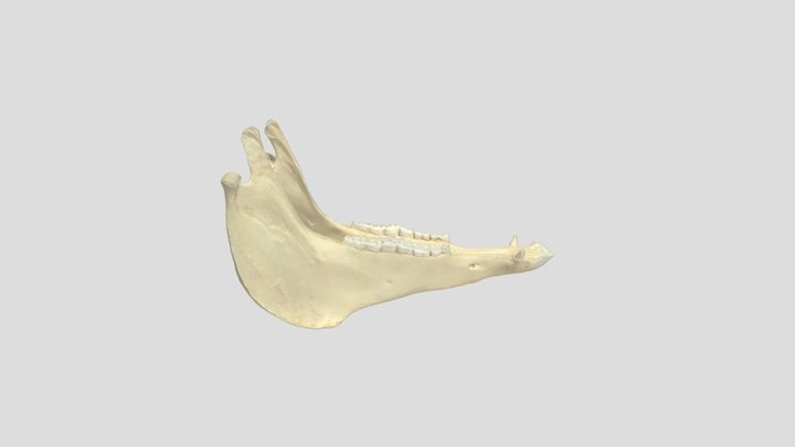 Horse Skull Bottom 3D Model