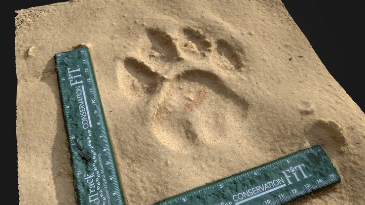 Tiger Footprint 3D Model