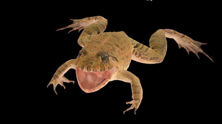 Frog 3D models - Sketchfab