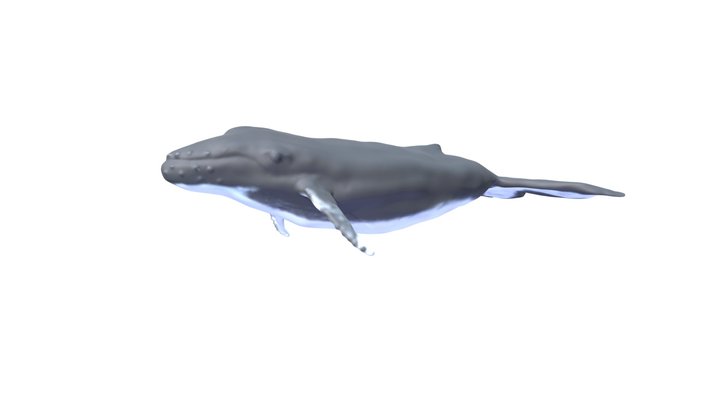 Humpback Whale 3D Model