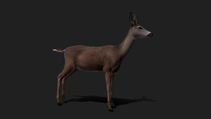 Realistic Doe / Corça / Cervo 3D Model – Free 3D Model STL