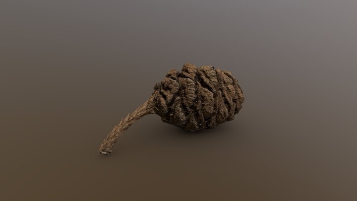 Sequoiadendron Cone A – Modèle 3D gratuit STL
