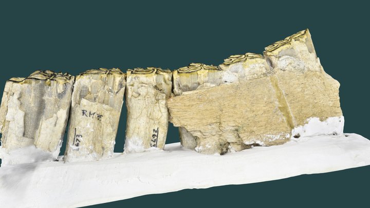 Published_IVCM_790_0_V_2673_1_Equus_Dentary_RT 3D Model