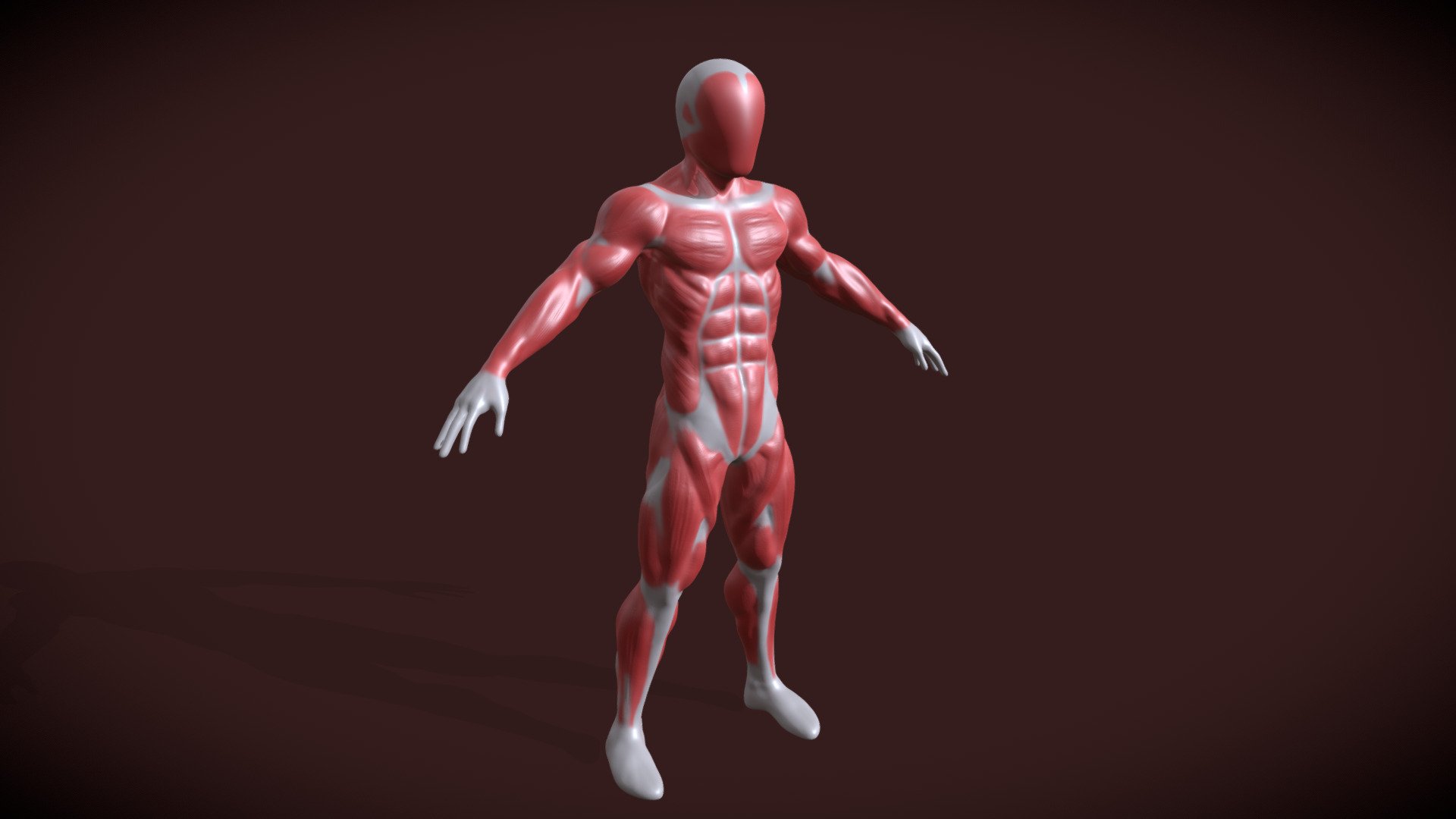 ecorche anatomy model