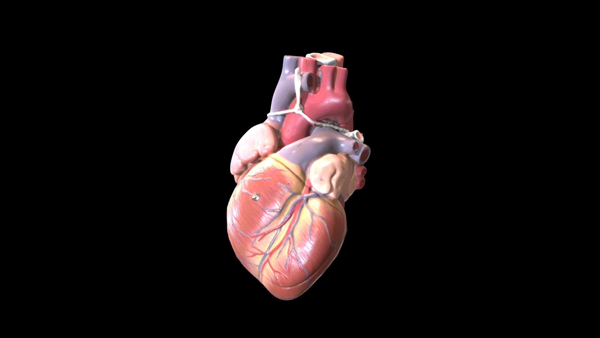 Heart (Plastic Model) - Surfaces - 3D model by Interactive Anatomy ...