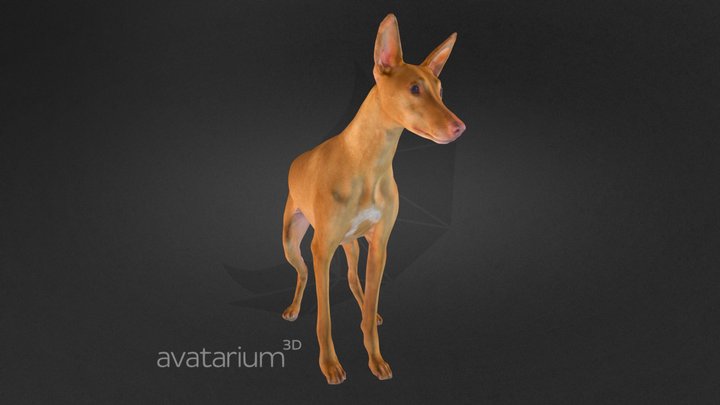 Pharaoh Hound Dog Standing High Polygon 3D Model