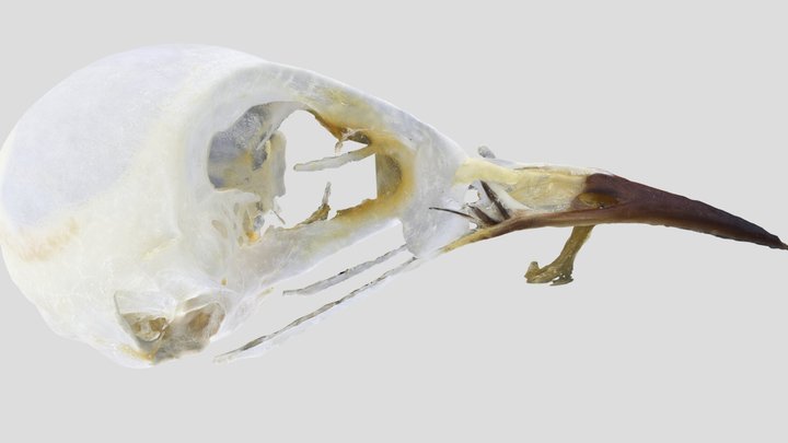 UWYMV:Bird:1226, S. coronata auduboni, Crania – Kostenloses 3D-Modell STL