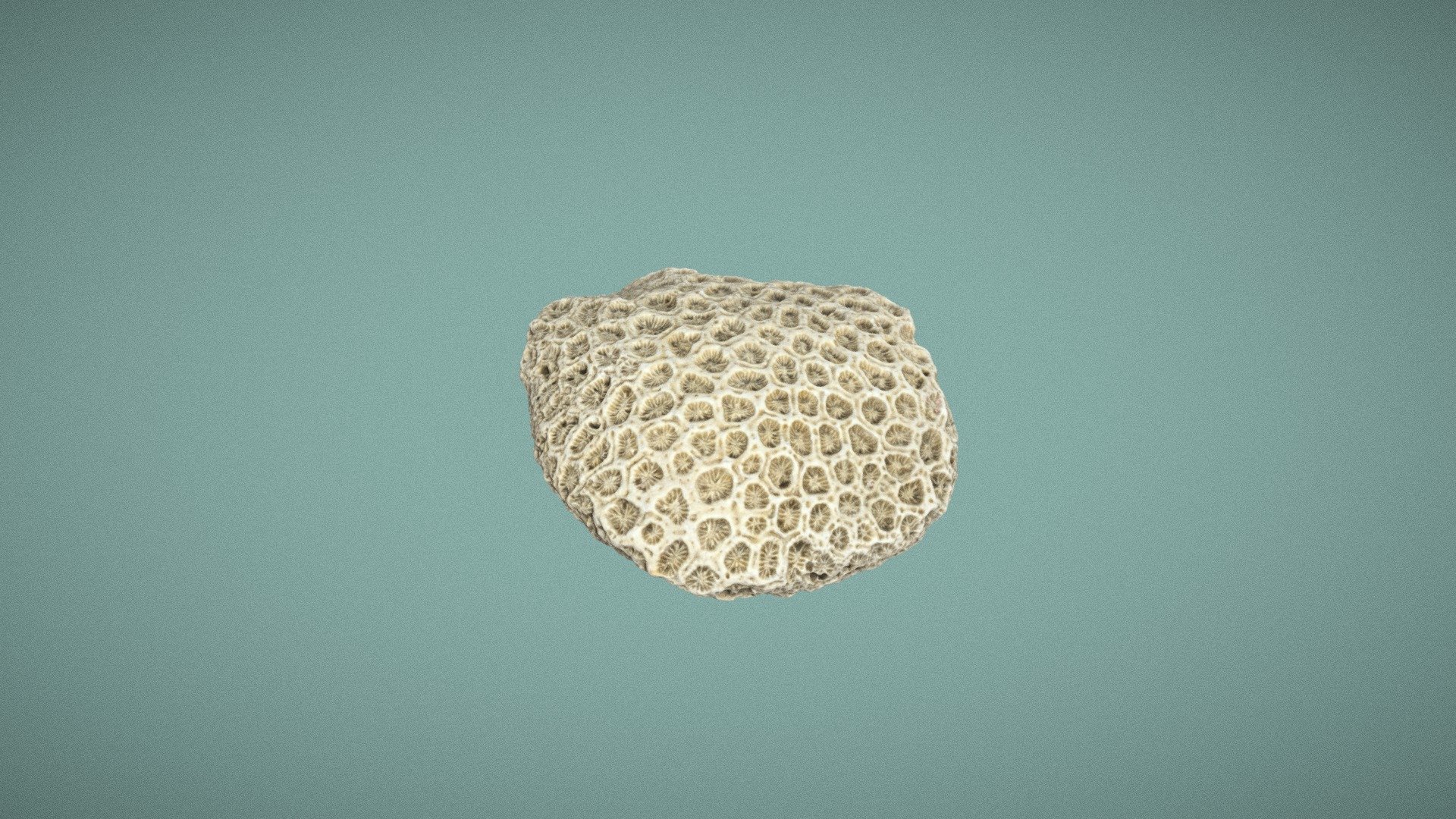 coral