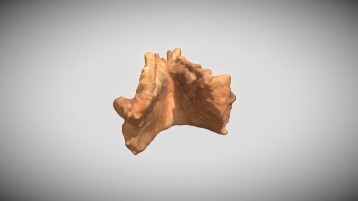 Gigantopithecus Mandible 3 3D Model