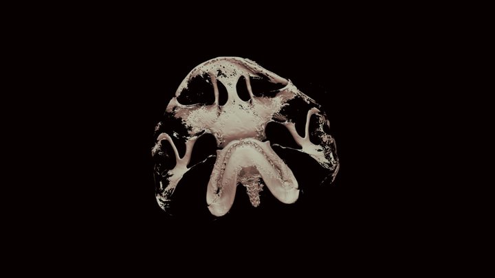 Sphryna tiburo skull #scanallfish 3D Model